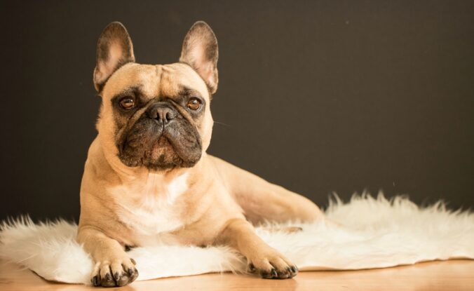 Bilden visar en hund på en fårskinnsfäll. Med prydnadskuddar och fårskinnsfällar inreder du enkelt på ett mysigare sätt hemma.